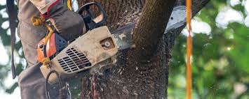  Bethany, IL Tree Services Pros