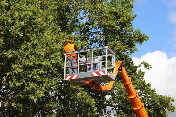 How Our Tree Care Process Works  in  Bethany, IL