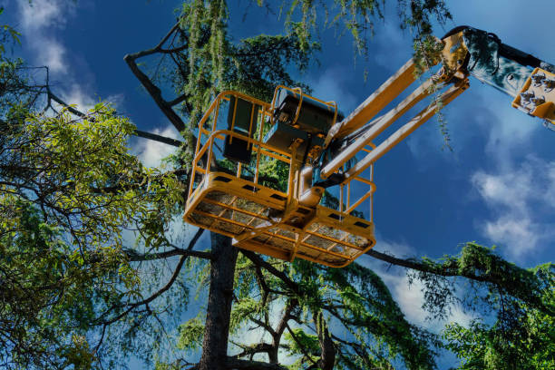 Best Leaf Removal  in Bethany, IL