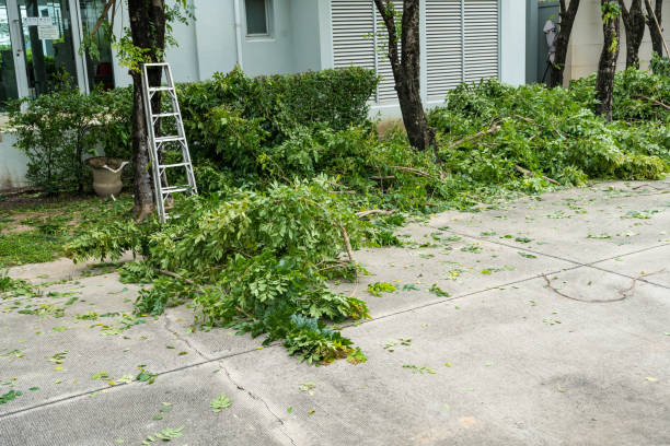 Best Tree Risk Assessment  in Bethany, IL