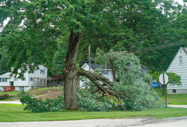 Best Tree Health Inspection  in Bethany, IL