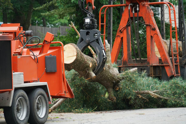 Best Tree Disease Treatment  in Bethany, IL