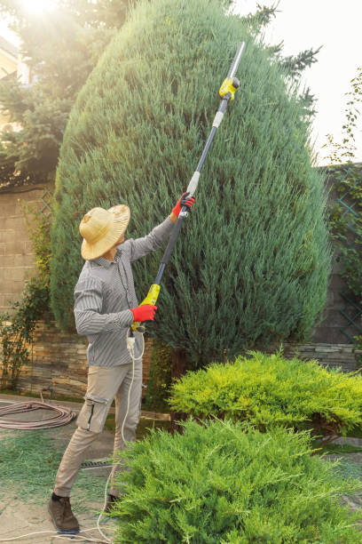 Professional Tree Services in Bethany, IL